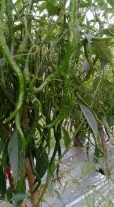 panen cabe