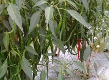 siap panen cabe