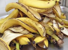 Cara Membuat Pupuk Organik Cair (POC) dari Kulit Pisang