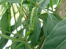 Daun Cabai Dimakan Ulat