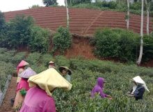 Petani cabai hidup rukun