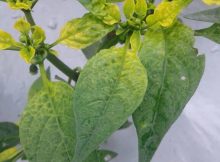 Tanaman cabai terserang hama thrips