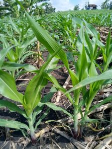 Obat Yang Bagus Untuk Membasmi Rumput Gulma Pada Tanaman Jagung Tips Petani