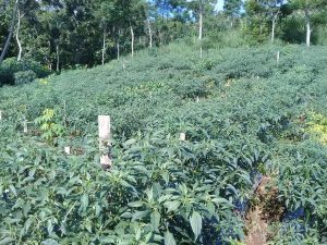 kondisi pohon cabai 90-105 hst siap panen