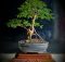 Jenis tanaman bonsai yang cocok Daerah Dingin