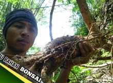Berburu bahan bonsai di alam