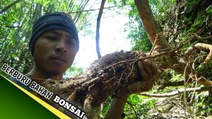 Berburu bahan bonsai di alam
