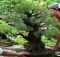 Bonsai Cemara Udang Bentuk Sokan