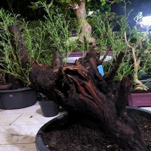 Bonsai babul hitam