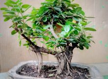 Bonsai beringin korea