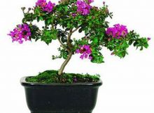 Bonsai bungur lokal