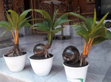 Bonsai kelapa gading