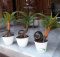 Bonsai kelapa gading
