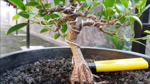 Bonsai tanaman beringin
