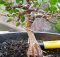 Bonsai tanaman beringin