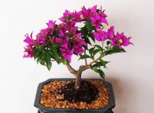 Bonsai tanaman bunga kertas bogenvil