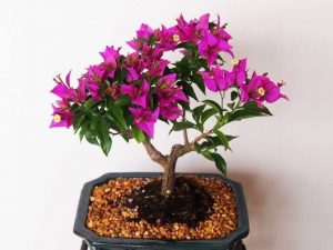 Bonsai tanaman bunga kertas bogenvil