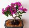 Bonsai tanaman bunga kertas bogenvil
