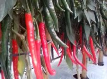 Pengguguran Sel Daun Dikaitkan dengan Nutrisi dan Air