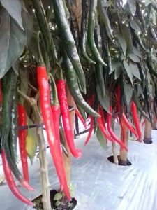 Pengguguran Sel Daun Dikaitkan dengan Nutrisi dan Air