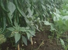 tanah humus pada lahan bedengan cabe