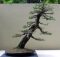Gaya bonsai miring