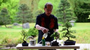 Memelihara dan menanam bonsai