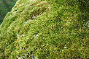 Rumput Bonsai Saginata Bulatan