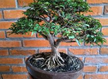 Tanaman bonsai dengan akar dominannya yang banyak