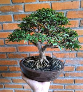 Tanaman bonsai dengan akar dominannya yang banyak