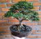 Tanaman bonsai dengan akar dominannya yang banyak