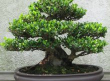Tanaman bonsai di pot yang serasi