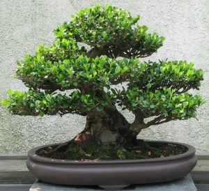 Tanaman bonsai di pot yang serasi