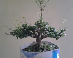 Tanaman bonsai mirten atau hingkip