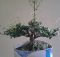 Tanaman bonsai mirten atau hingkip