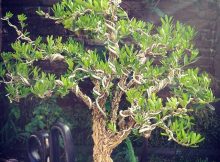 bonsai boxus