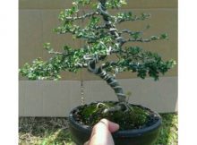 bonsai serut