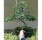 bonsai serut