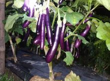 Pohon Terong Umur 4 Bulan Dipupuk Apa
