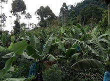 perkebunan pisang cavendish