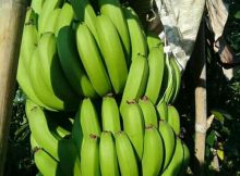 pohon pisang cavendish