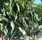 pohon cabe berbuah lebat di lahan bedengan bermulsa