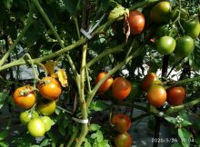 pohon tomat berbuah sangat lebat