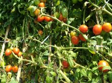 pohon tomat tumbuh subur dan berbuah lebat