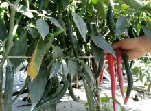 tanaman cabe yang sehat dan berbuah lebat