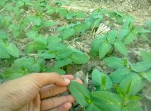 fiksasi nitrogen