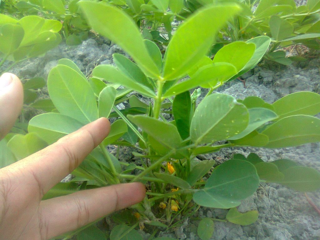 kacang tanah mempunyai nodul akar yang berisi bakteri Rhizobium legumniosarum