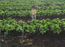 Pemanfaatan ilmu biologi dalam bidang farmasi obat