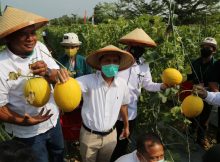 kebun agrowisata melon di Universitas Lampung