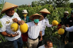 kebun agrowisata melon di Universitas Lampung